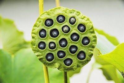 Tripofobia