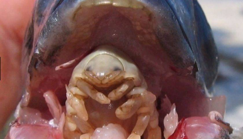 Re-Post: Os 10 parasitas mais repugnantes e diabólicos do mundo