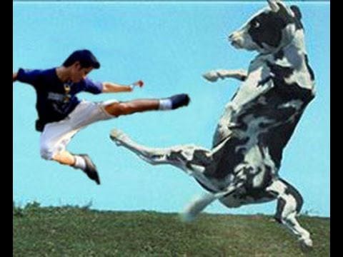 Vaca ninja.