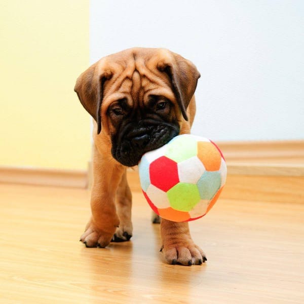 12 Brinquedos para cães