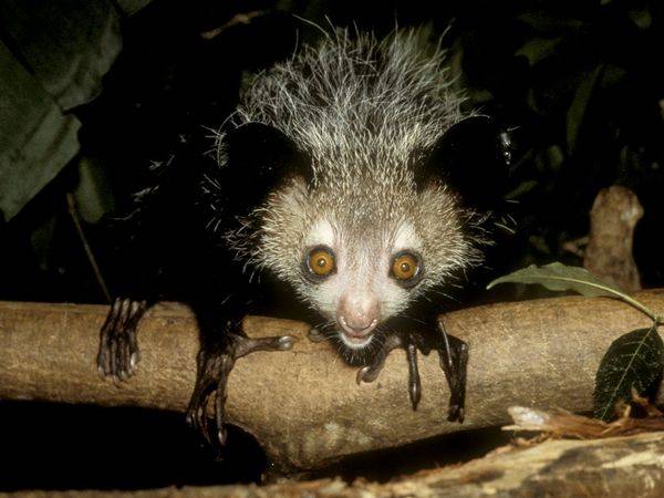7 animais quase inofensivos, porém muito assustadores