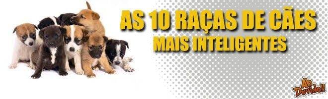 As 10 raças de cães mais inteligentes