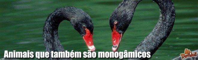 Animais que também são monogâmicos