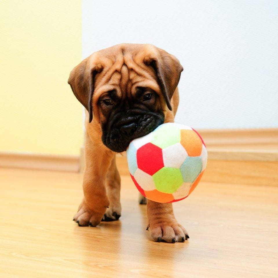 12 Brinquedos para cães