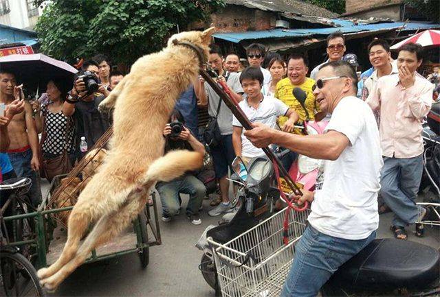 Chineses criam polêmica comendo 10 mil cachorros em festival de verão (2)