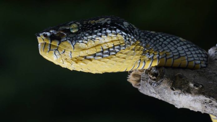 Cobra, um dos animais que mais matam